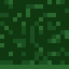 Spruce Leaves